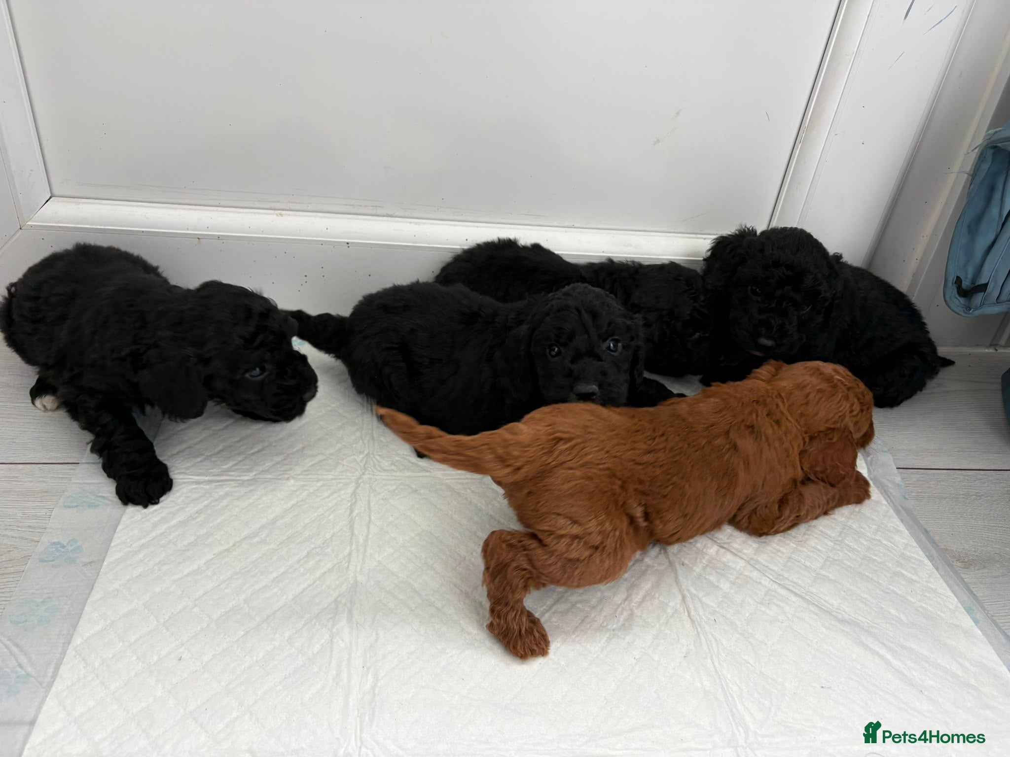 Cockapoo dogs Cockapoo Puppies - Advert 2