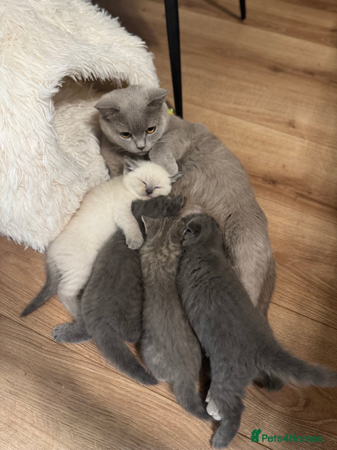 British Shorthair cats for sale: Adorable british shorthair kittens - Image 6