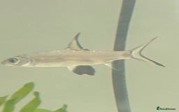 Sharks fish for sale: Juvenile Bala sharks  - Image 3