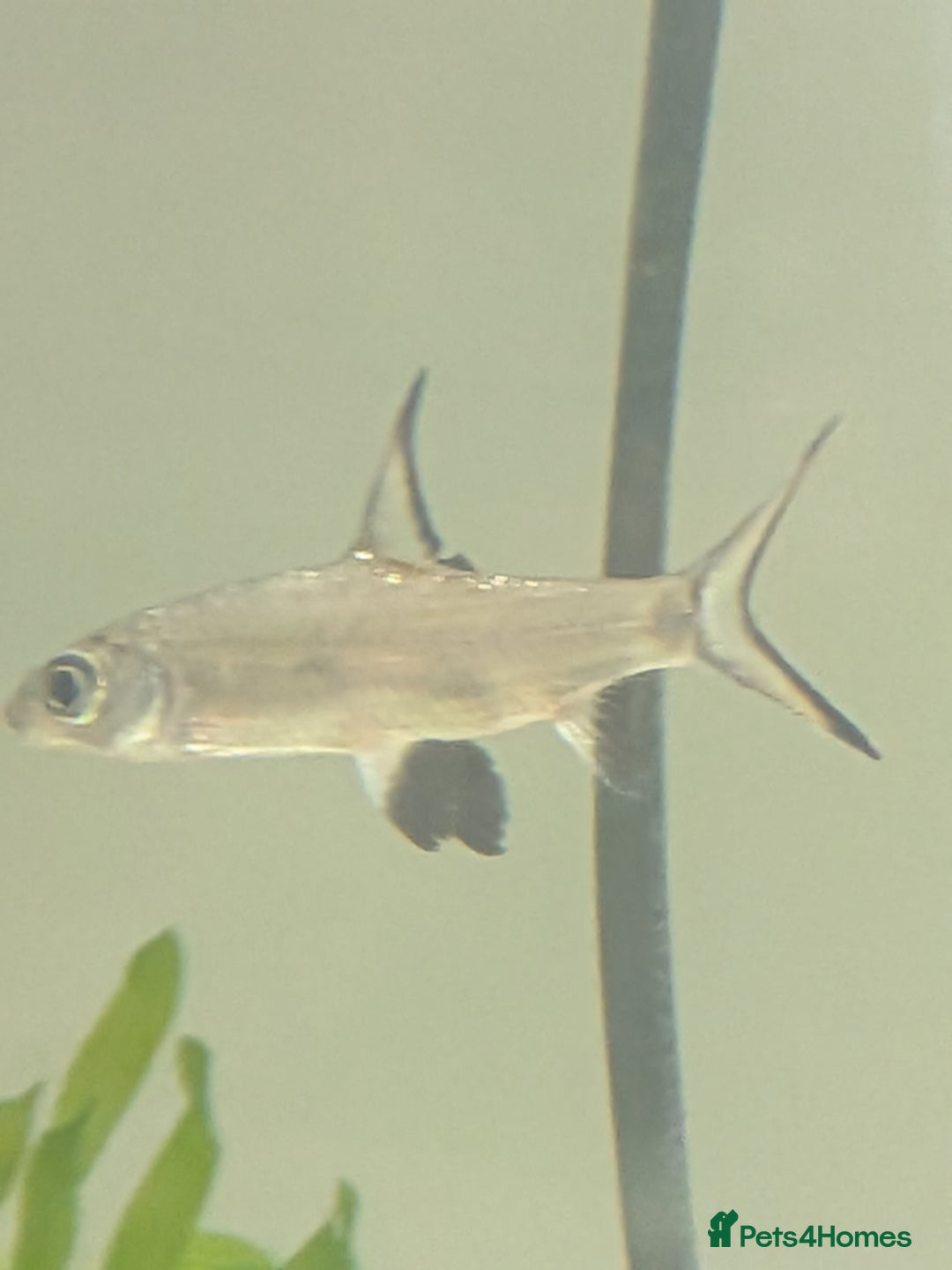 Sharks fish for sale: Juvenile Bala sharks  - Image 3