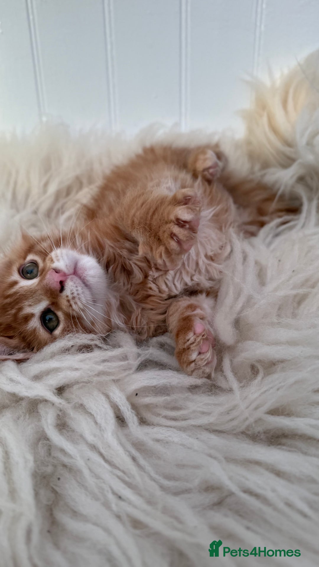 Maine Coon cats for sale: Last Two Gccf Maine Coons Boys Available - Advert 24