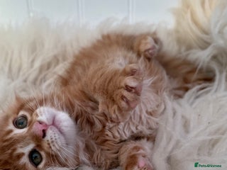 Maine Coon cats Last Two Gccf Maine Coons Boys Available - Advert 9
