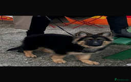 German Shepherd dogs for stud: German shepherd for stud  in Bexhill-on-Sea - Image 10