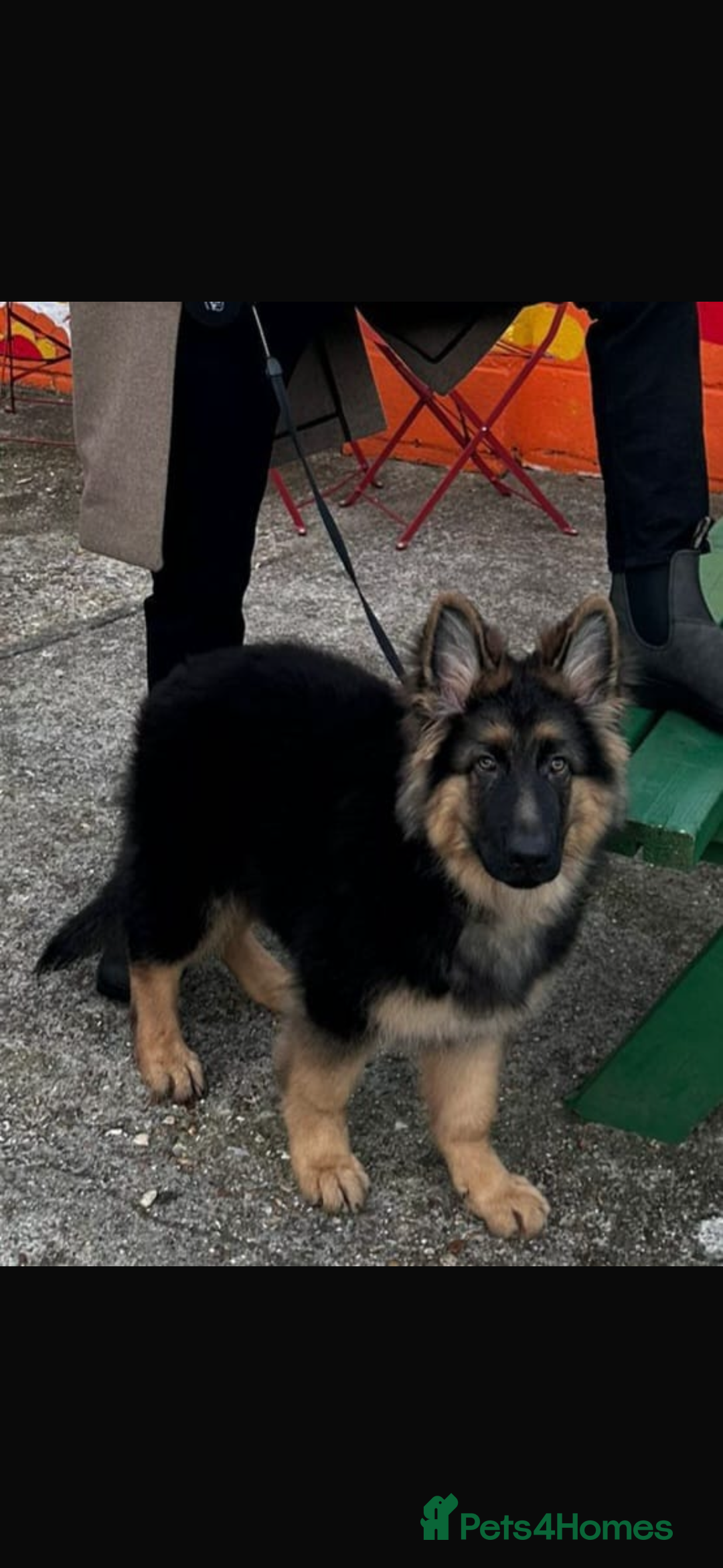 German Shepherd dogs for stud: German shepherd for stud  in Bexhill-on-Sea - Image 10