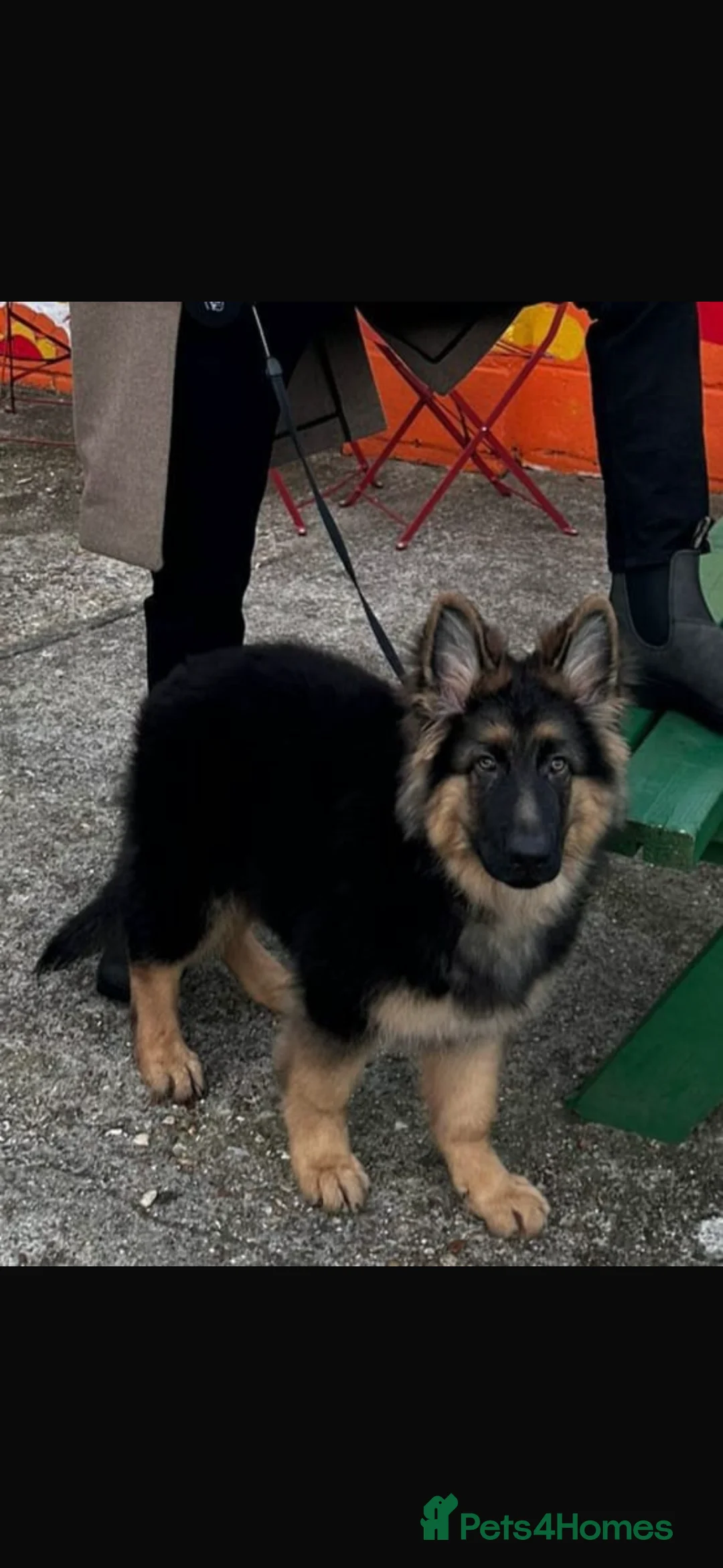 German Shepherd dogs for stud: PROVEN German shepherd for stud  in Bexhill-on-Sea - Advert 12