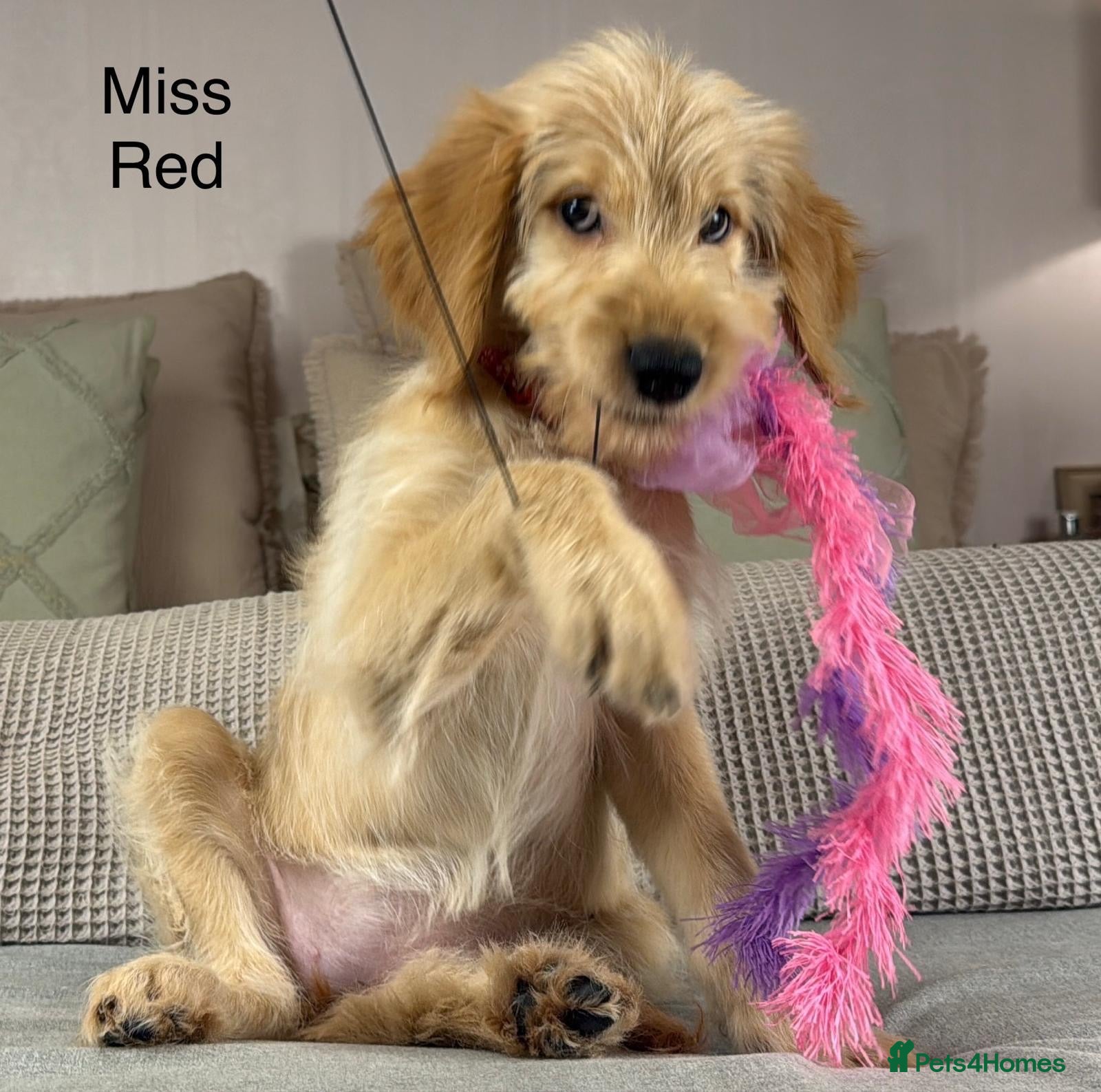 Goldendoodle dogs FULLY VACCINATED AND ABLE TO GO OUT ON WALKS.  - Advert 1