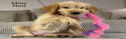 Goldendoodle dogs for sale: FULLY VACCINATED AND ABLE TO GO OUT ON WALKS.  - Advert 6