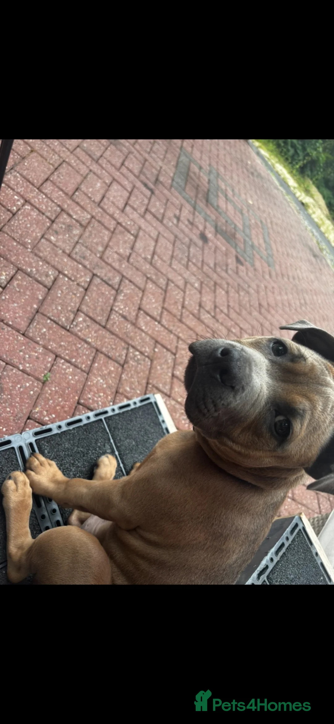 Staffordshire Bull Terrier dogs for sale: Staffordshire Bull Terrier Puppy in Tipton - Advert 1