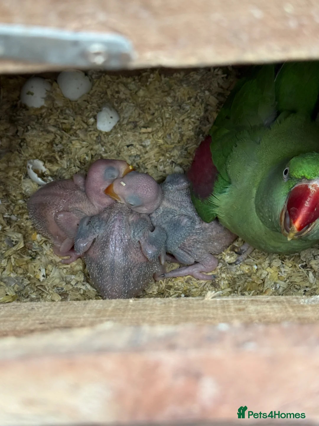 Parakeets birds for sale: Baby alexandrine parrots - Advert 4