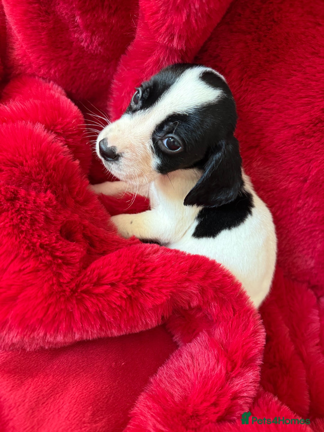 Mixed Breed dogs for sale: Gorgeous Springerjack Puppies  - Advert 17