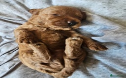 Cockapoo dogs for sale: 4 beautiful cockapoo puppies - Image 4