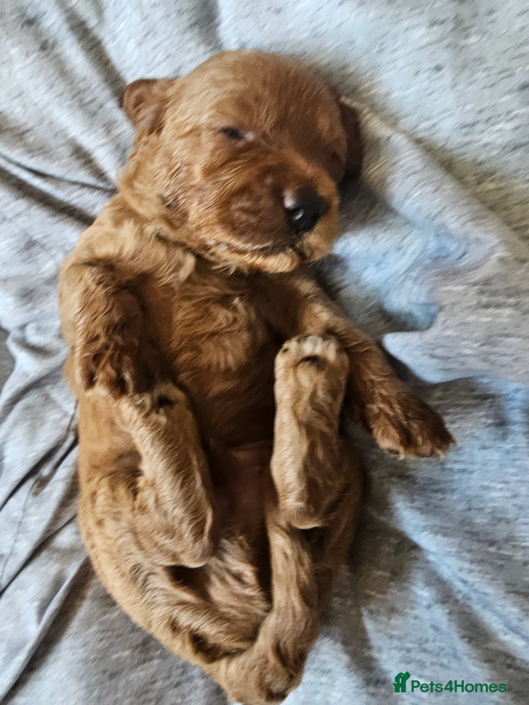 Cockapoo dogs for sale: 4 beautiful cockapoo puppies - Image 4