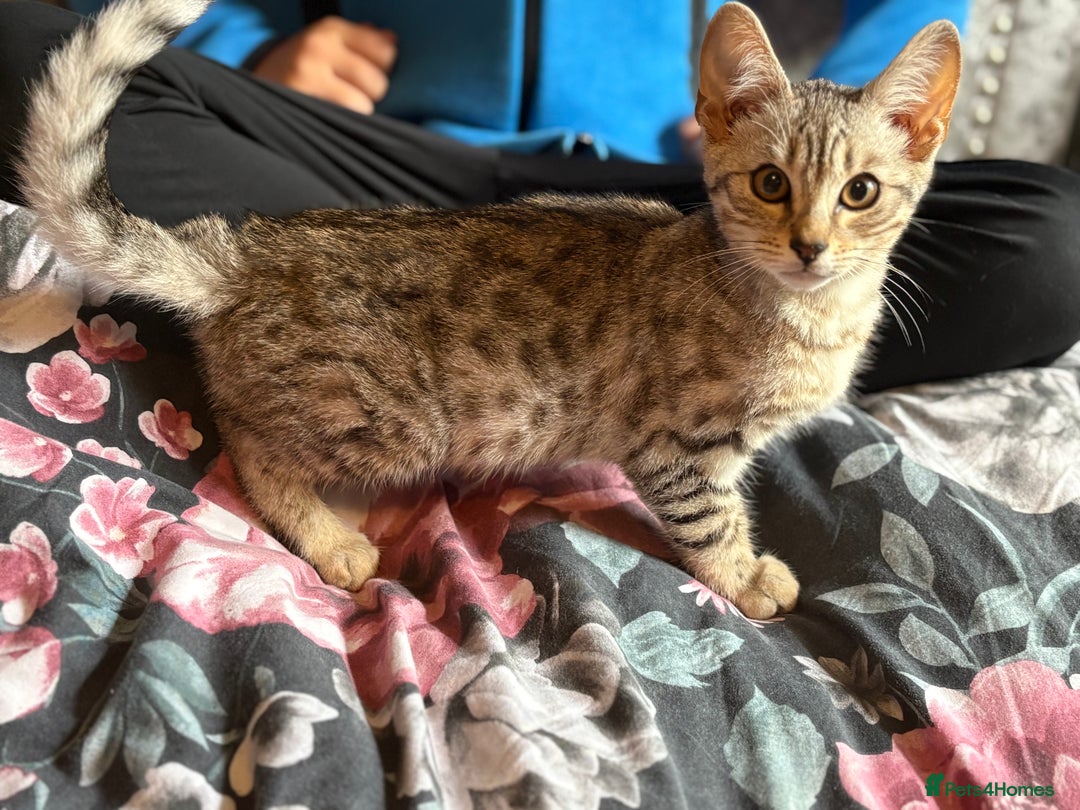 Bengal cats for sale: Bengal kittens 15 weeks  - Image 6