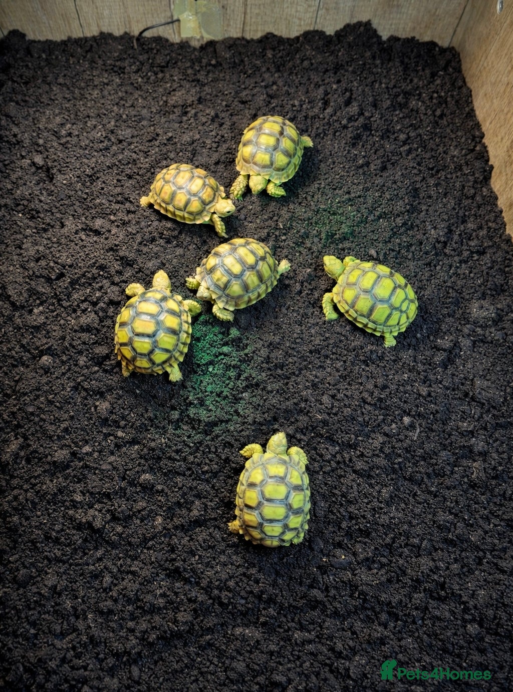 Tortoise reptiles Baby Sulcata Tortoises & Full Set Ups!! - Advert 1