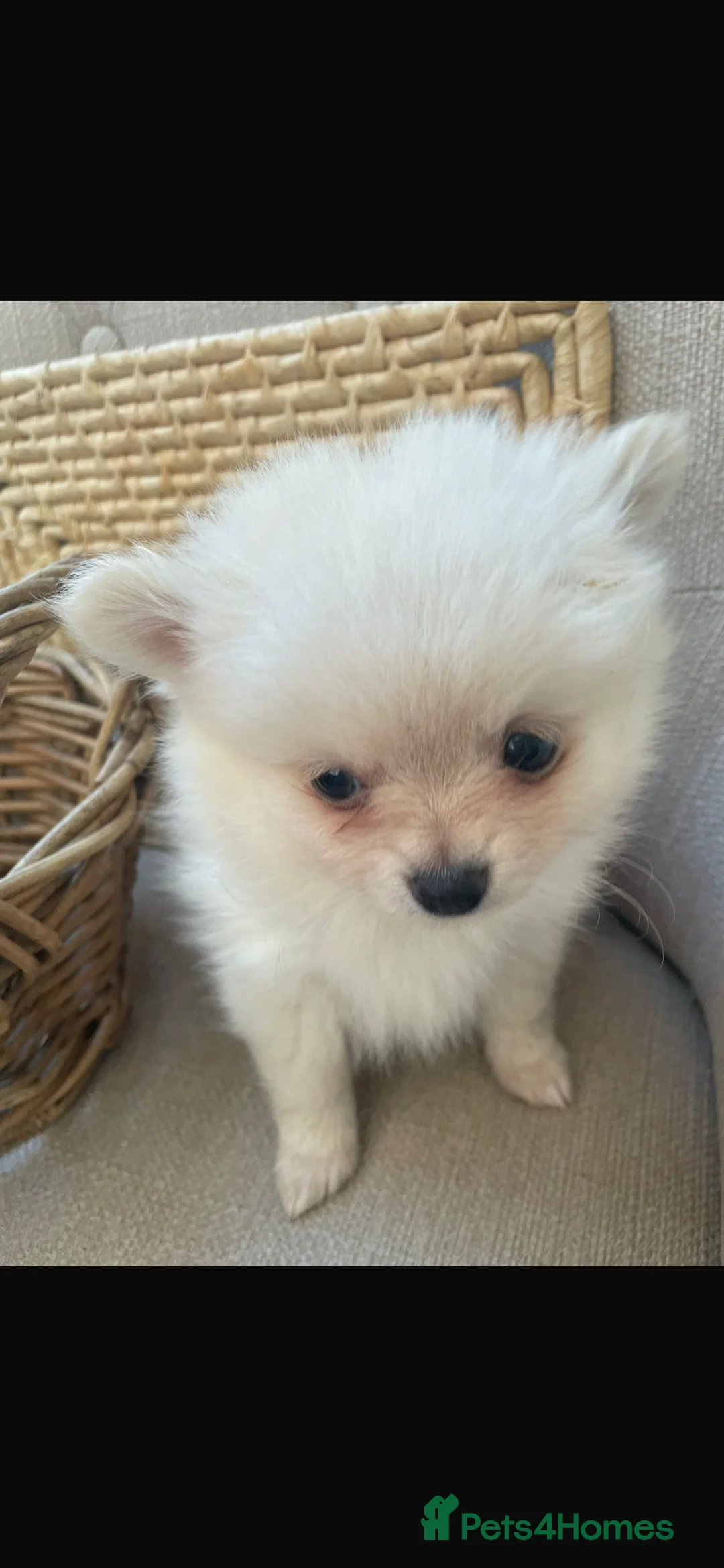 Pomchi dogs for sale: Pomchi - Advert 5