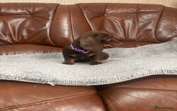 Miniature Dachshund dogs for sale: Chocolate dachshund babies  - Image 11