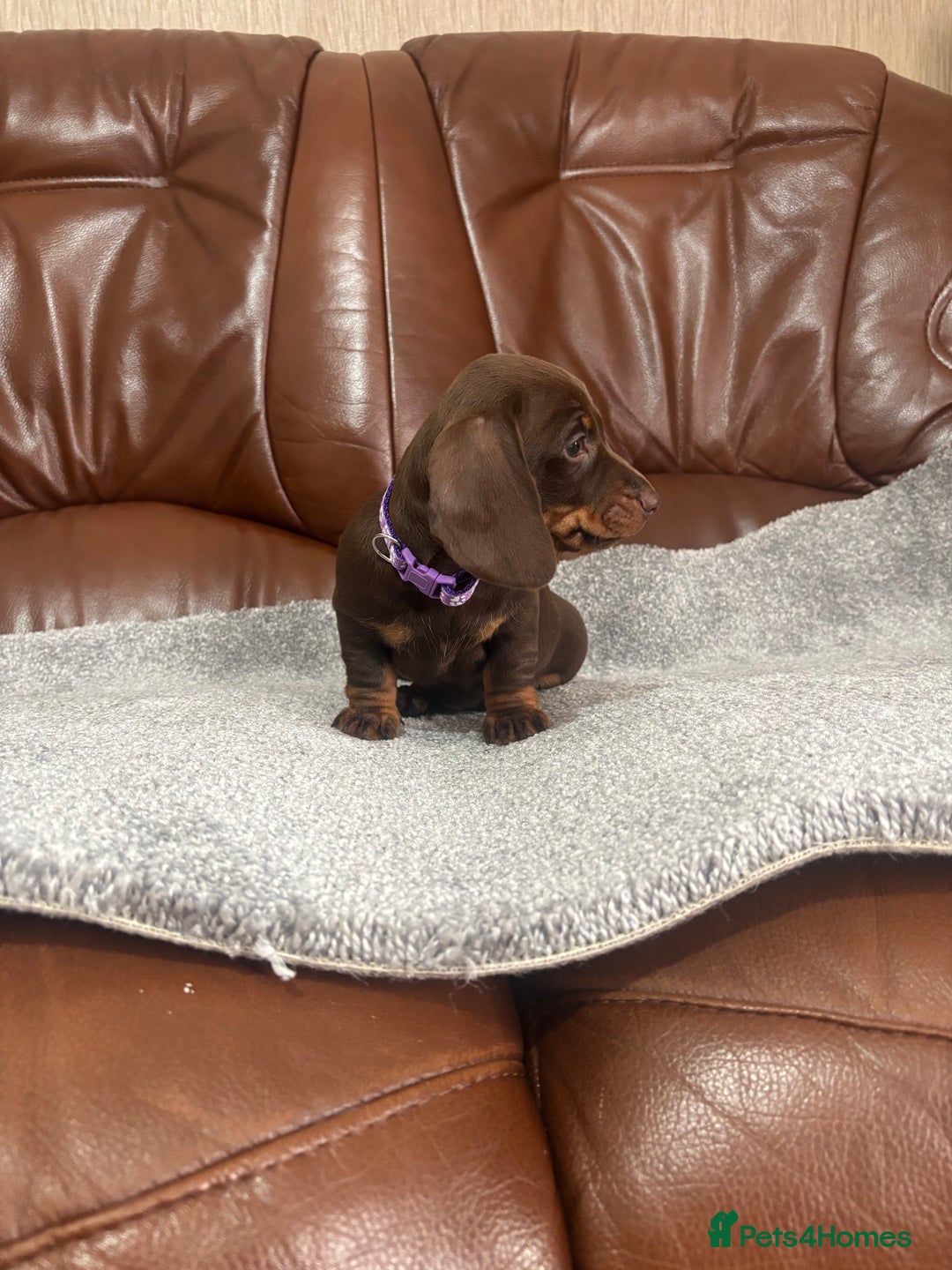 Miniature Dachshund dogs for sale: Chocolate dachshund babies  - Image 11