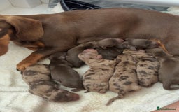 Dachshund dogs for sale: Dachshund puppies for sale  - Image 1