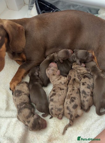 Dachshund dogs - Advert 14