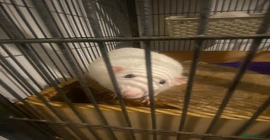 Rat rodents - Advert 8