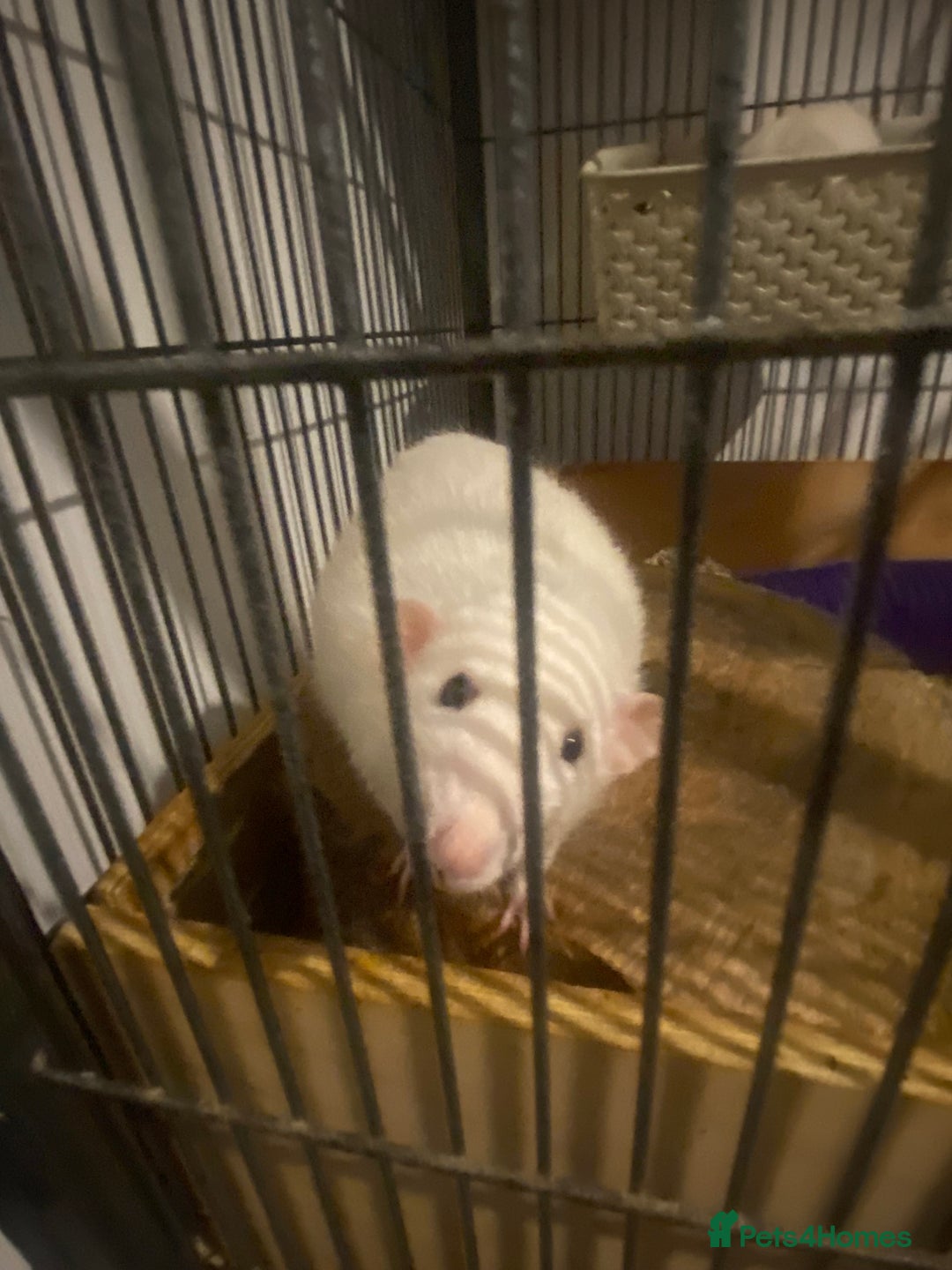 Rat rodents for sale: Rats and Cage - Image 3