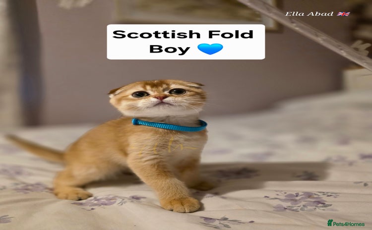 Scottish Fold cats - Advert 10