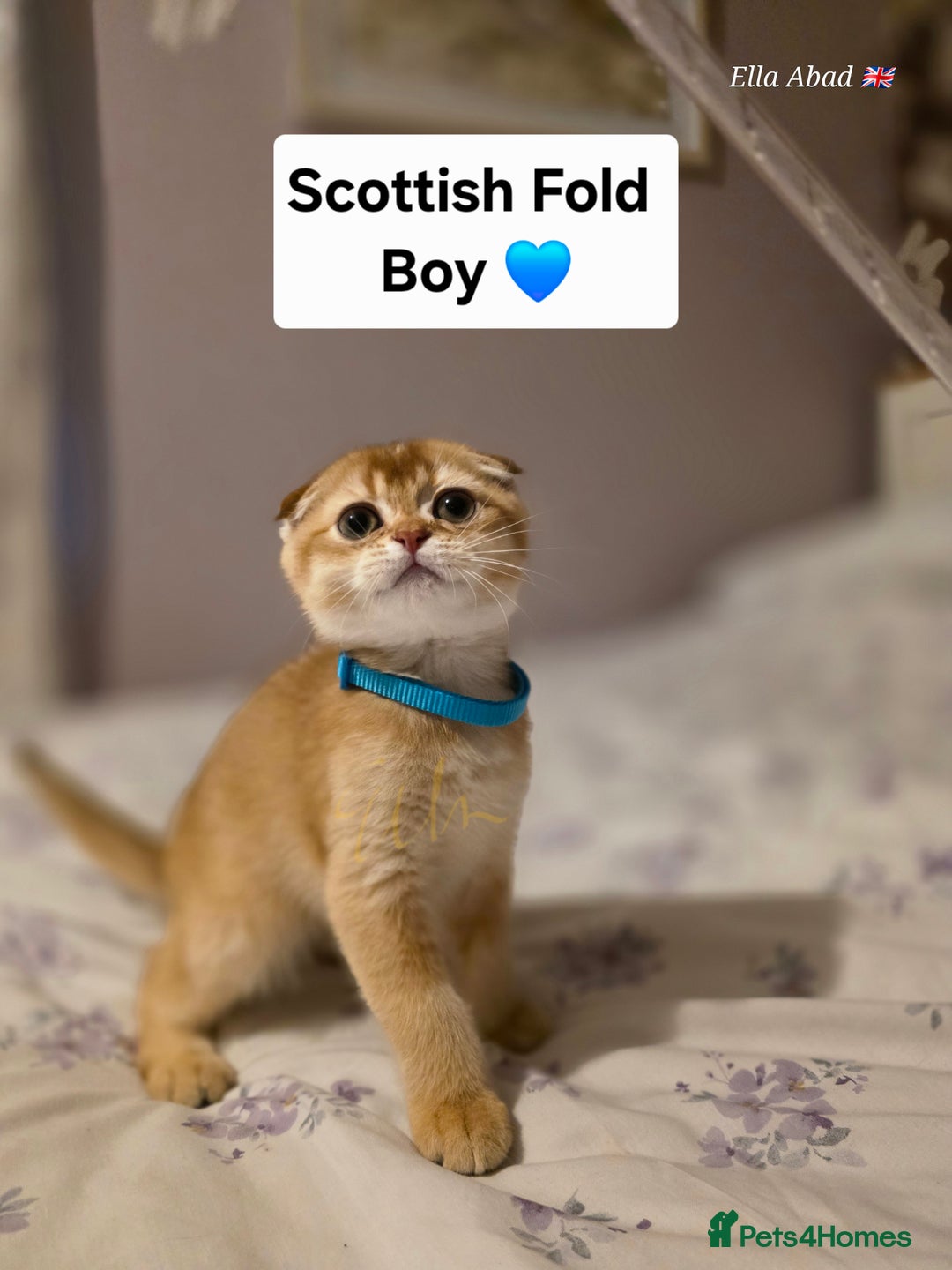 Scottish Fold cats for sale: Purebred Golden chinchilla TICA registered - Image 1