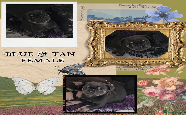 Frug dogs - Advert 13