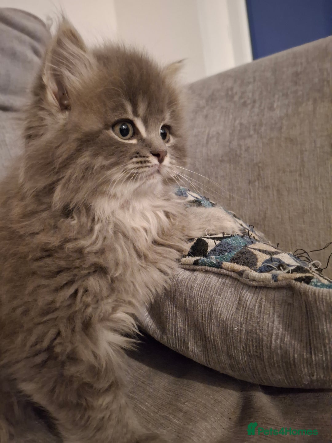 British Longhair cats for sale: 5 x beautiful BLH kittens for sale - Advert 20