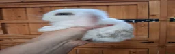 Mini Lop rabbits for sale: Mini lop bunnies  in Weston-super-Mare - Advert 3