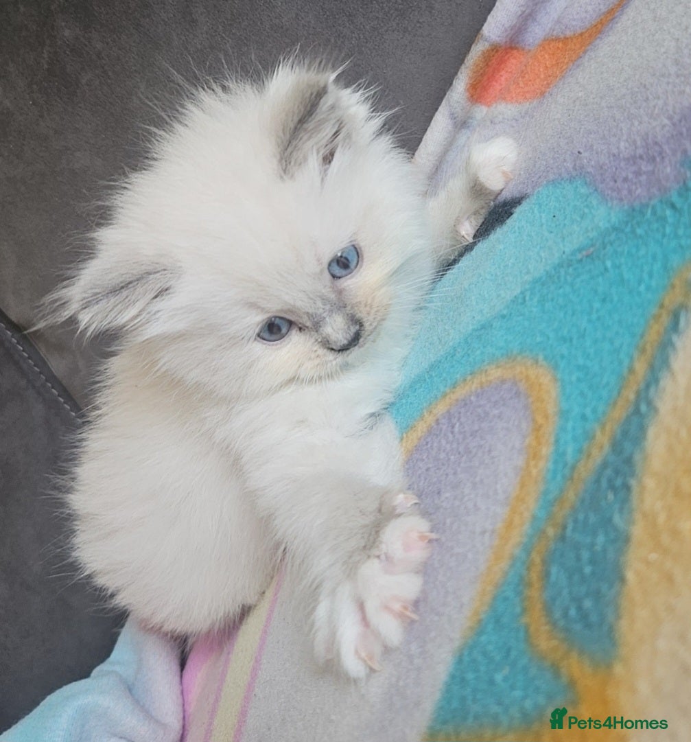 Ragdoll cats Ragdoll kittens 😸  - Advert 1
