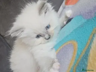 Ragdoll cats Ragdoll kittens 😸 - Advert 1