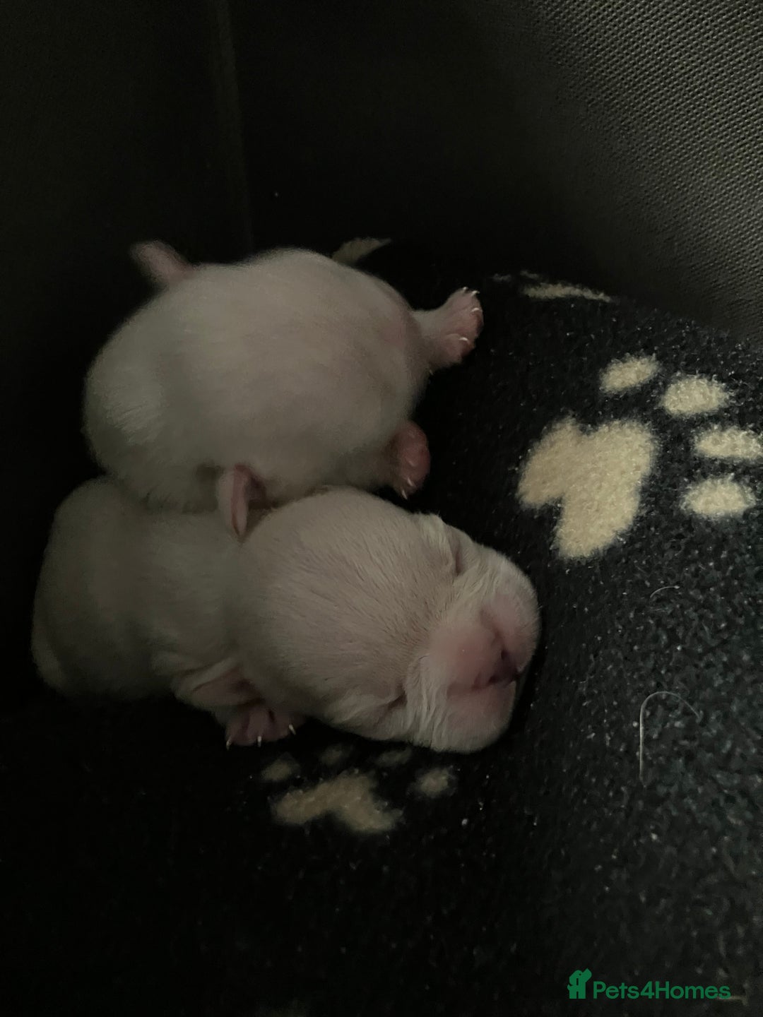 French Bulldog dogs for sale: Platinum Lilac Intensity - Fluffy Carriers - Advert 5