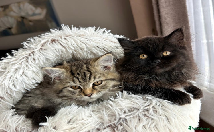 Persian cats - Advert 1