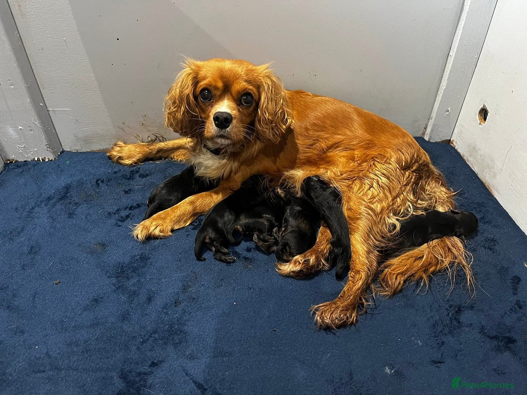 Cavapoo dogs for sale: Cavapoo puppies phantom Black and Tan  - Advert 6