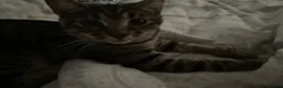 Mixed Breed cats for sale: Male and female 6 month kittens - Advert 5