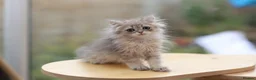 British Shorthair cats for sale: TICA Blue Golden BSH/BLH kittens looking for homes - Advert 3