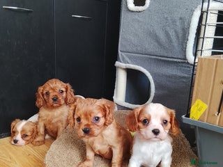 Cavalier King Charles Spaniel dogs Solid ruby and blem cavalier puppies - Advert 9