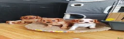 Cavalier King Charles Spaniel dogs for sale: Fully vaccinated and ready now 13 Feb  - Advert 4