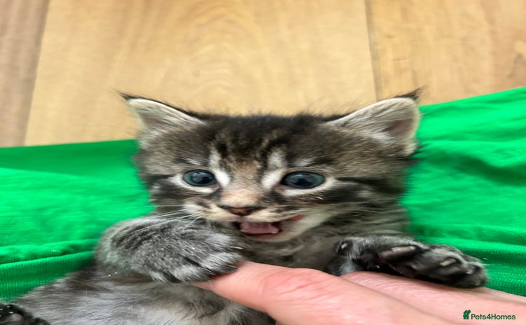 Maine Coon cats - Advert 9