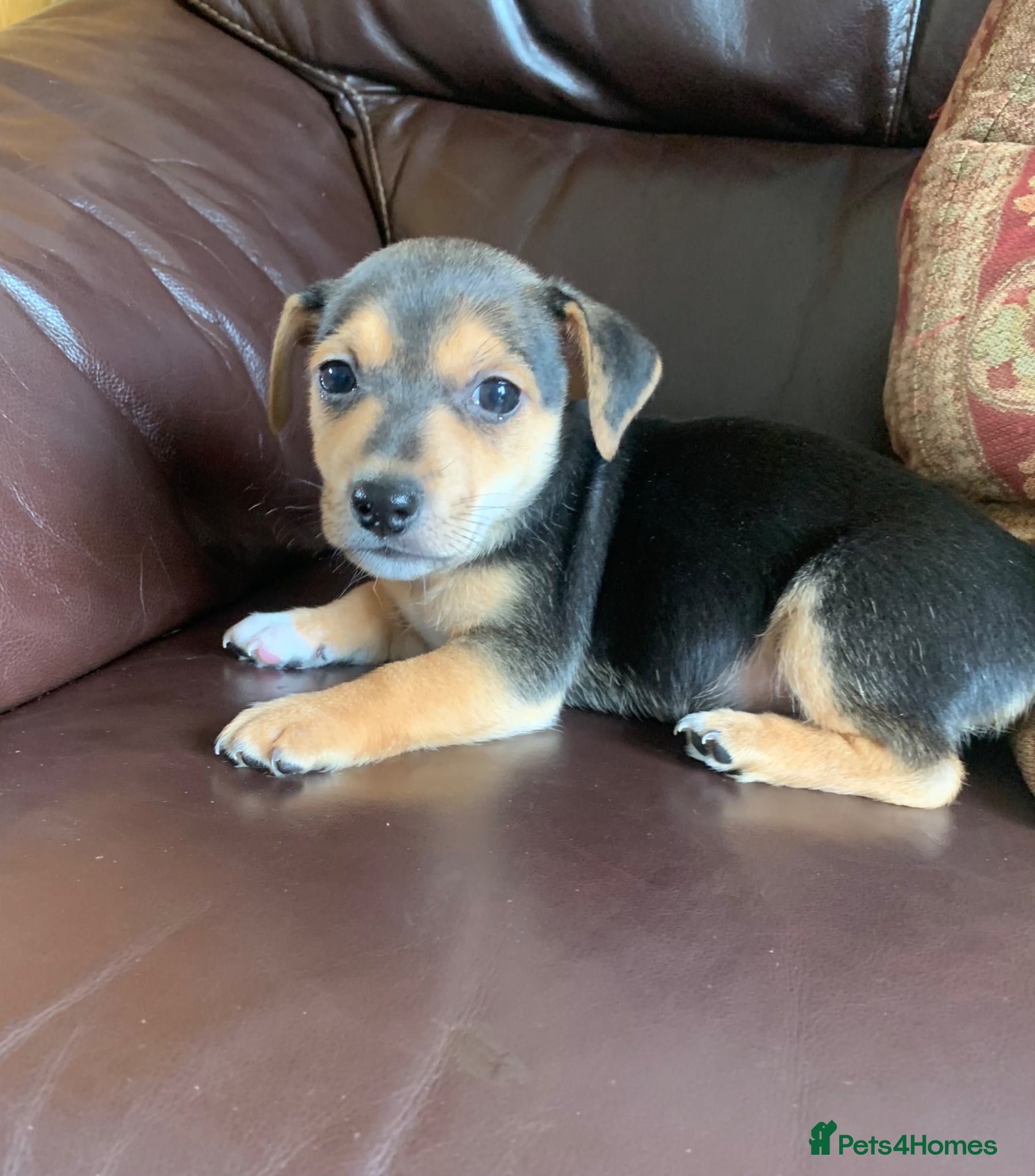 Jack Russell dogs for sale: Fabulous Jack Russell puppies  - Advert 11