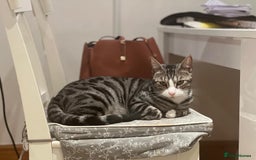 Mixed Breed cats for sale: URGENT: REHOMING NEEDED FOR MIXED BENGALS - Image 5