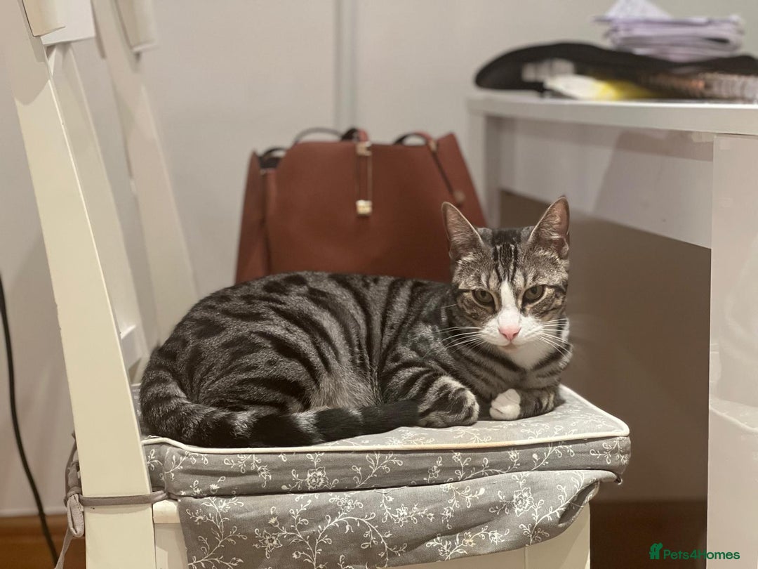 Mixed Breed cats for sale: URGENT: REHOMING NEEDED FOR MIXED BENGALS - Image 5