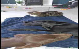 Mixed Breed dogs for sale: Sirius 3/4 labrador 1/4 dalmation - Image 4