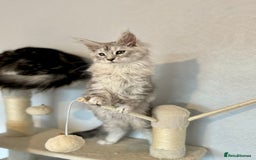 Maine Coon cats for sale: TICA Stunning Maine Coon Kittens - ACTIVE 🩷 - Image 15