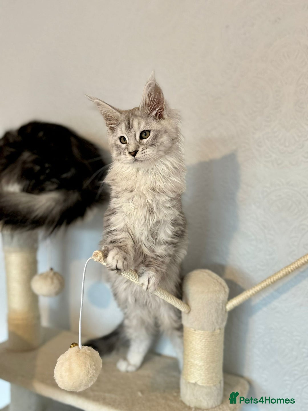 Maine Coon cats for sale: TICA Stunning Maine Coon Kittens - ACTIVE 🩷 - Image 15