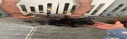 Dachshund dogs for sale: 6 beautiful miniture dachshund - Advert 21