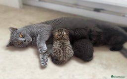 Brazilian Shorthair cats for sale: 7 Beautiful tabby British Shorthair Kittens  - Image 1