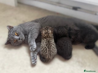 Brazilian Shorthair cats - Advert 1