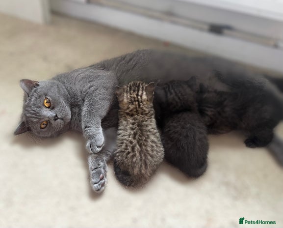 Brazilian Shorthair cats - Advert 1